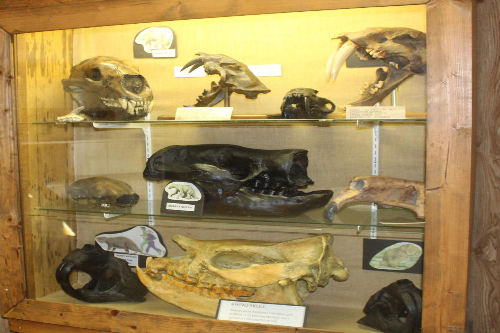 Paleo Skulls